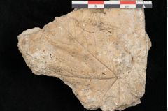 Foto (Detailansicht) von Acer pseudoplatanus L. (NHMW-GEO-2024-0188-11376)